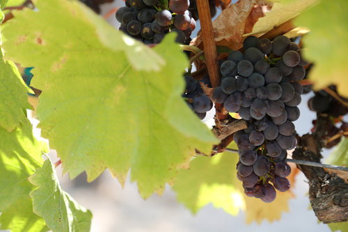 Grape Growing Grape Growing