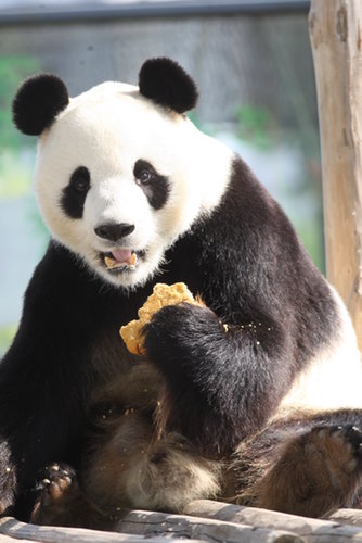 Bear Necessities Bear Necessities
