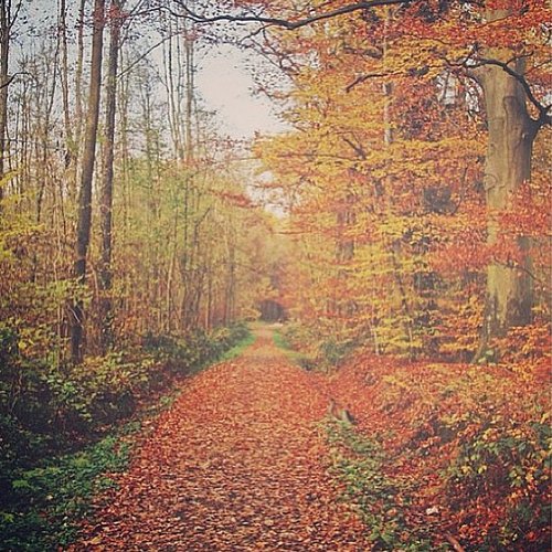 Walk in the Leaves Walk in the Leaves