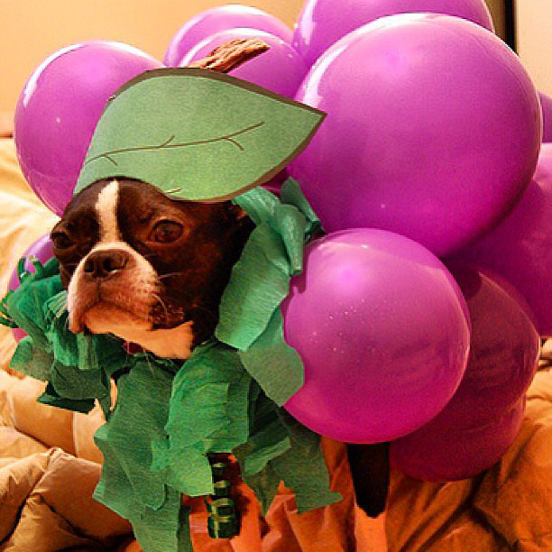 Bunch of Grapes Bunch of Grapes