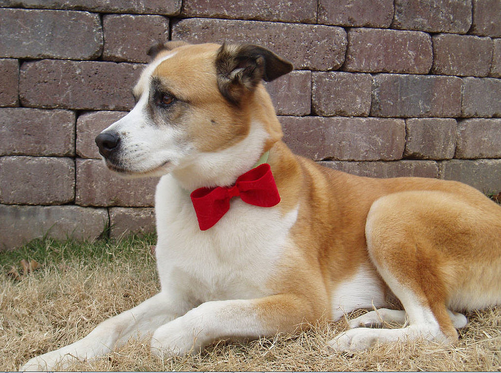 Gentleman Gentleman