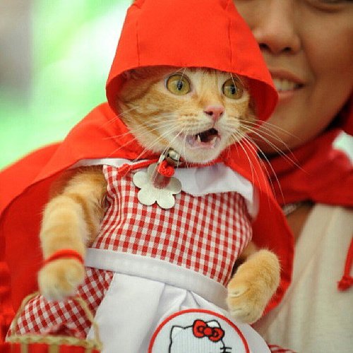 MEEE-ow! MEEE-ow!