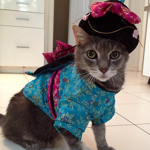Kimono Cat Kimono Cat