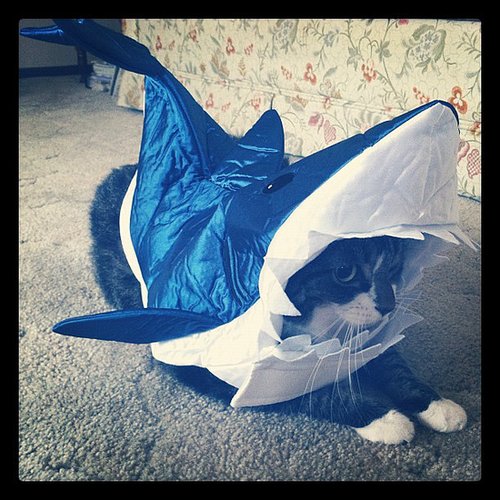 Shark Cat Shark Cat