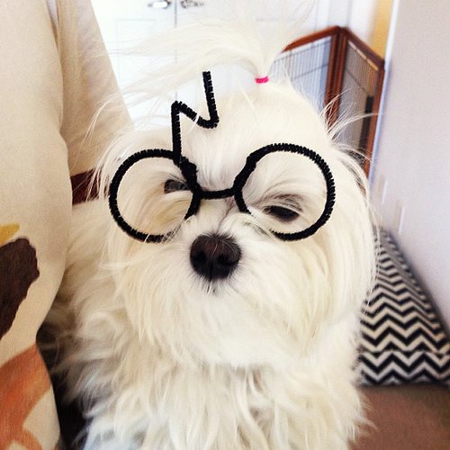 Harry Potter Harry Potter