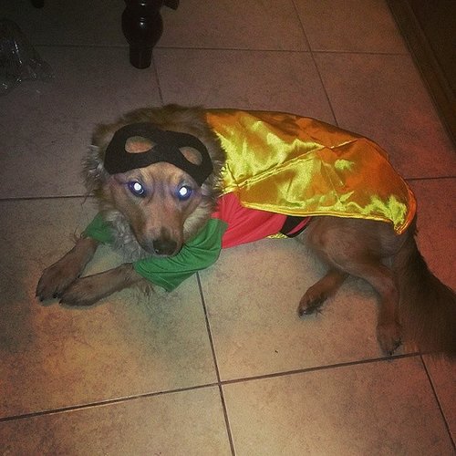 Robin Robin