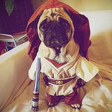 Geeky Dog Costumes