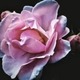 Sheryl14976841 Sheryl14976841