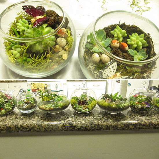 Terrariums Terrariums