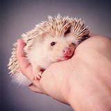 Darcy the Hedgehog I Pictures