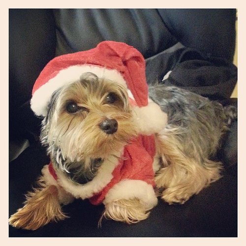 Holiday Cutie Holiday Cutie