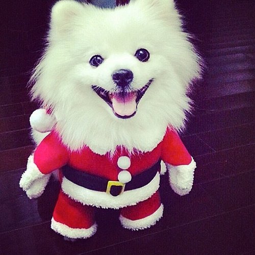 Mini Santa Mini Santa