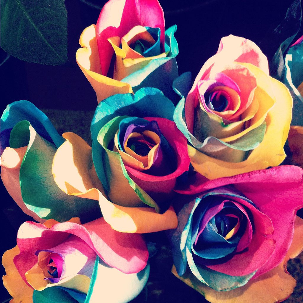 Make a Rainbow Rose Make a Rainbow Rose