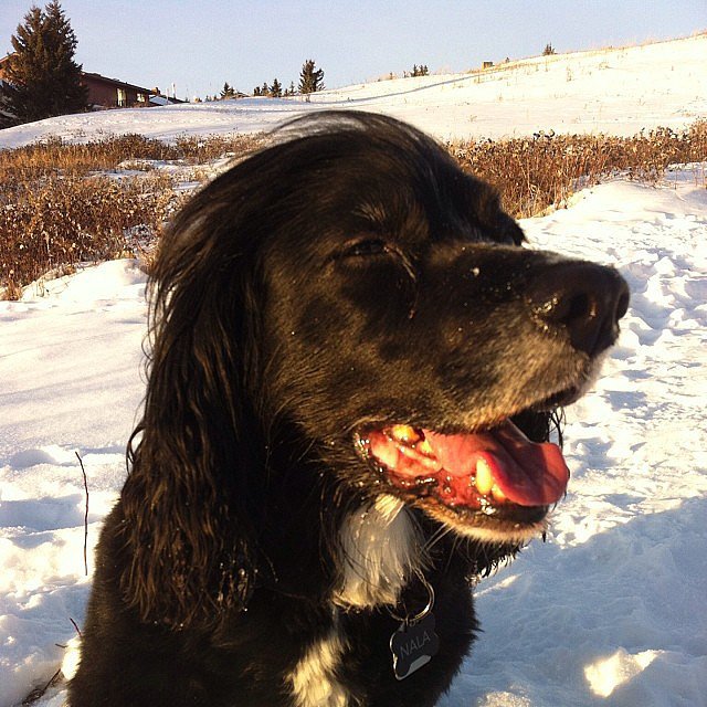Instagram Challenge: Your Pets Love Winter! Instagram Challenge: Your Pets Love Winter!