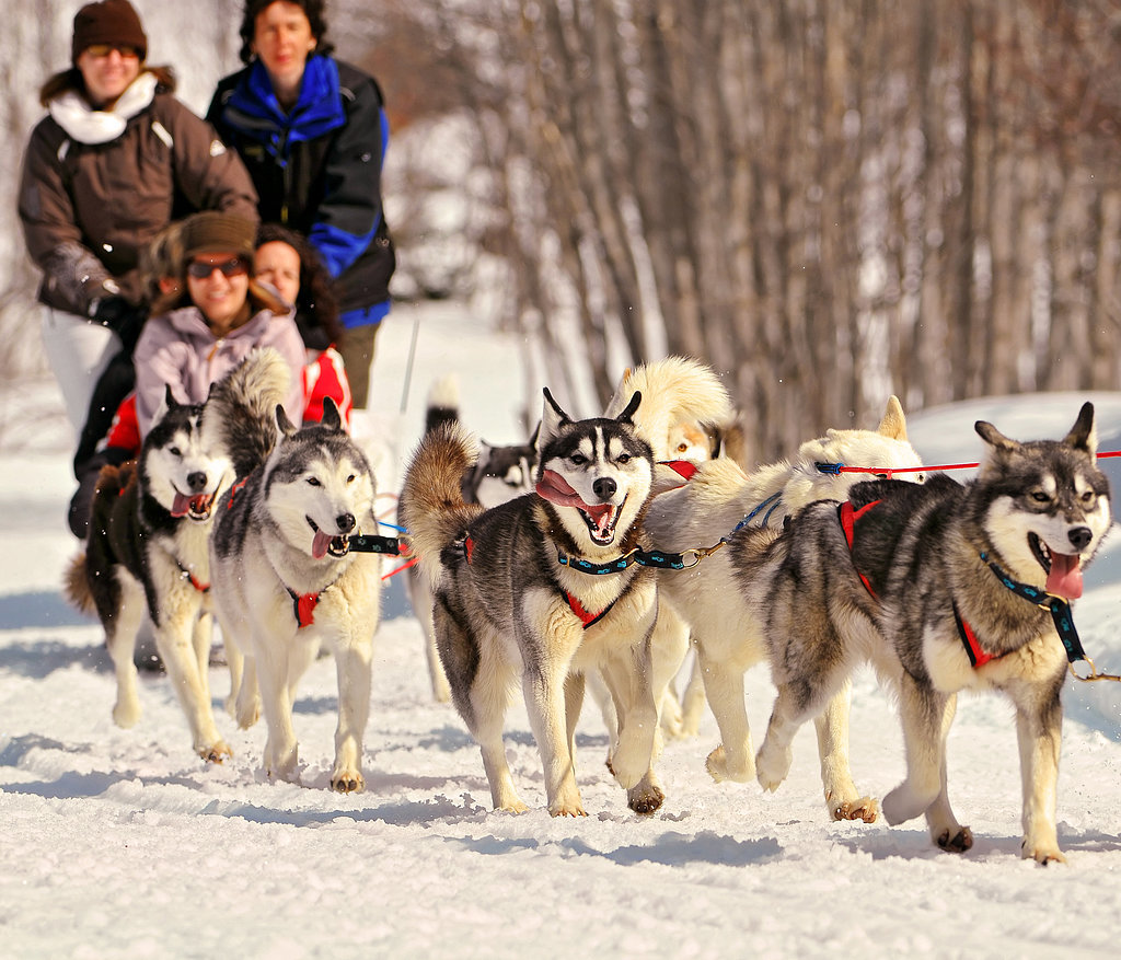 Go Dogsledding Go Dogsledding