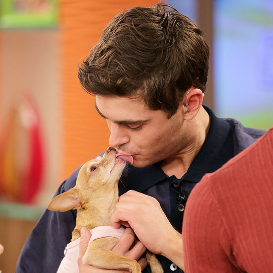 Zac Efron With a Tiny Dog on Despierta America Zac Efron With a Tiny Dog on Despierta America