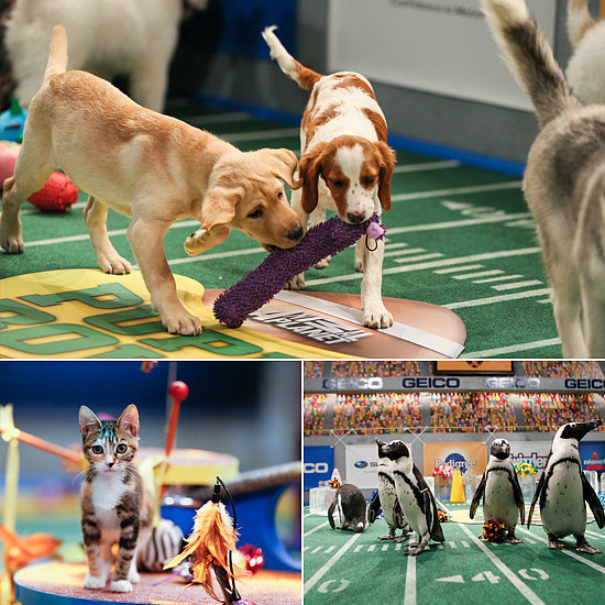 Puppies, Penguins, and Kittens Unite For Puppy Bowl X Puppies, Penguins, and Kittens Unite For Puppy Bowl X