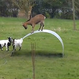 Goats Balancing | Video Goats Balancing | Video
