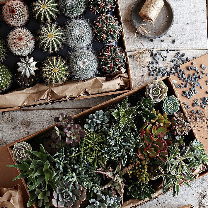 9 Reasons Succulents Aren't Going Away Anytime Soon 9 Reasons Succulents Aren't Going Away Anytime Soon