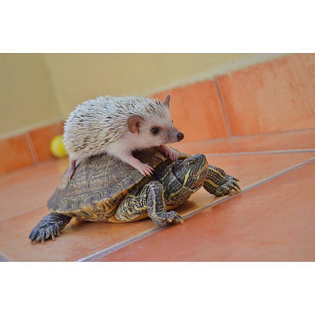 Hop On! Hop On!