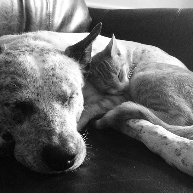 Snuggle Buddies Snuggle Buddies