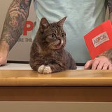 Lil Bub's Big Fund For the ASPCA Lil Bub's Big Fund For the ASPCA
