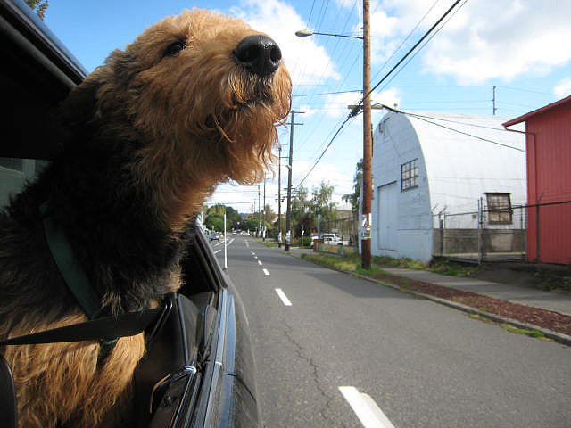 Dogs With Their Heads Out Car Windows Dogs With Their Heads Out Car Windows