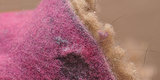 6 Creative Ways To Repurpose Your Dryer Lint 6 Creative Ways To Repurpose Your Dryer Lint