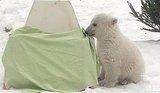 Toronto Zoo Announces Polar Bear Cub's Name Toronto Zoo Announces Polar Bear Cub's Name