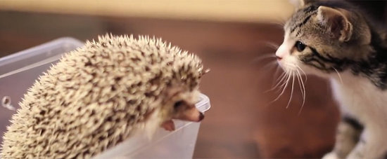 Love at First Sight: Kitten Meets a Hedgehog Love at First Sight: Kitten Meets a Hedgehog