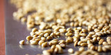 The Embarrassingly Obvious Truth About Where Pine Nuts Come From The Embarrassingly Obvious Truth About Where Pine Nuts Come From