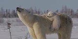 Like All Mothers, This Polar Bear Mom Knows There's No Such Thing As Peace And Quiet (VIDEO) Like All Mothers, This Polar Bear Mom Knows There's No Such Thing As Peace And Quiet (VIDEO)