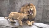 Oregon Zoo Lion Cubs Meet Their Father Oregon Zoo Lion Cubs Meet Their Father