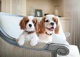 7 Lovable Lap Dog Breeds 7 Lovable Lap Dog Breeds
