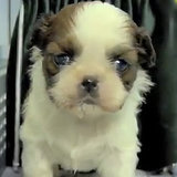 Fuzzy, Fuzzy, Cute, Cute | Video Fuzzy, Fuzzy, Cute, Cute | Video