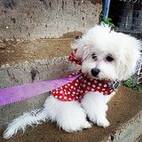 Cute Dogs in Raincoats Cute Dogs in Raincoats