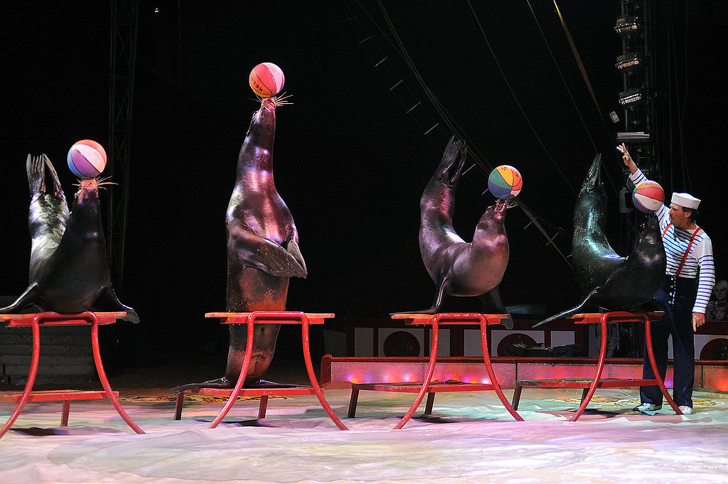 The Circus The Circus