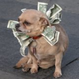 Pictures of Cute Dogs With Money Pictures of Cute Dogs With Money