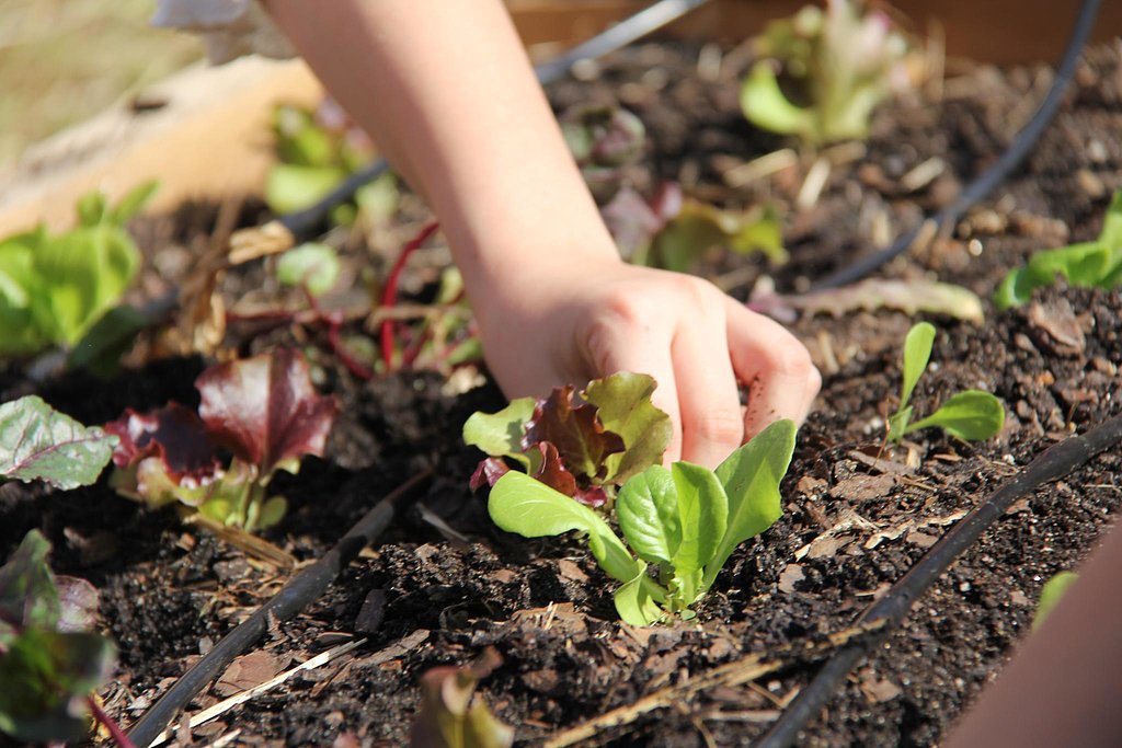 Grow a Garden Grow a Garden