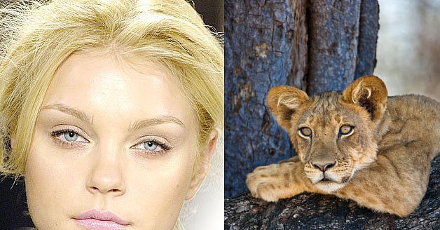 Models That Look Like . . . Animals? Models That Look Like . . . Animals?