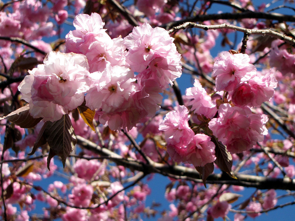 See the Cherry Blossoms See the Cherry Blossoms