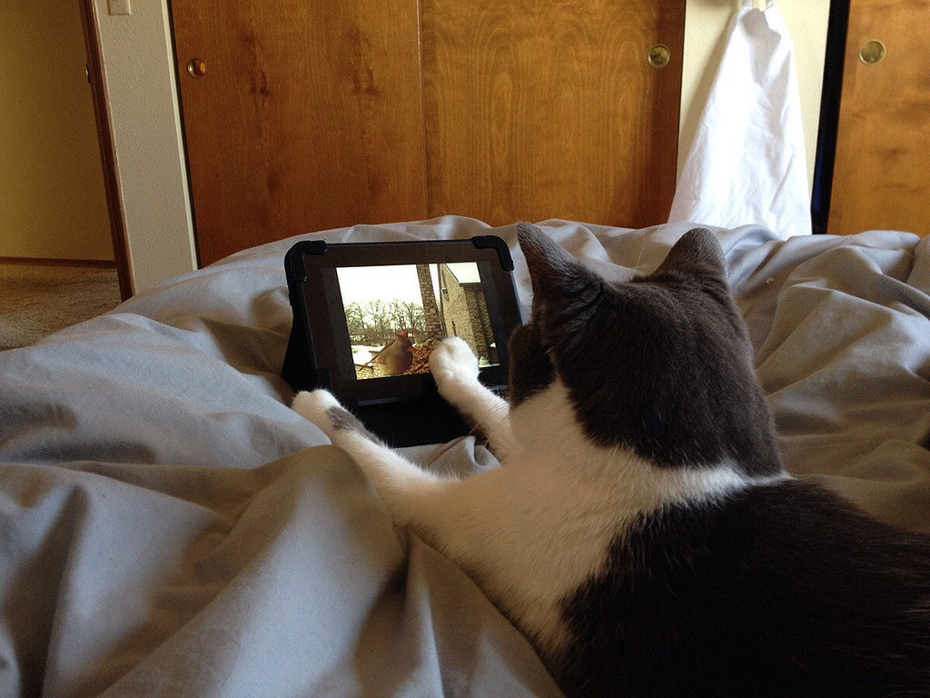 "Before my mom leaves the house, she sets up the kindle so the cat can watch bird videos in bed."
Source: Reddit user tribearatops via Imgur
"Before my mom leaves the house, she sets up the kindle so the cat can watch bird videos in bed."
Source: Reddit user tribearatops via Imgur