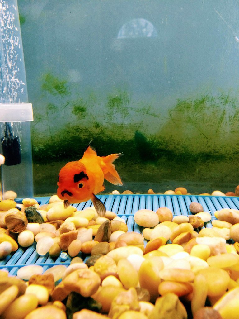 "I just bought the angriest goldfish of all time."
Source: Reddit user brovanz via Imgur
"I just bought the angriest goldfish of all time."
Source: Reddit user brovanz via Imgur