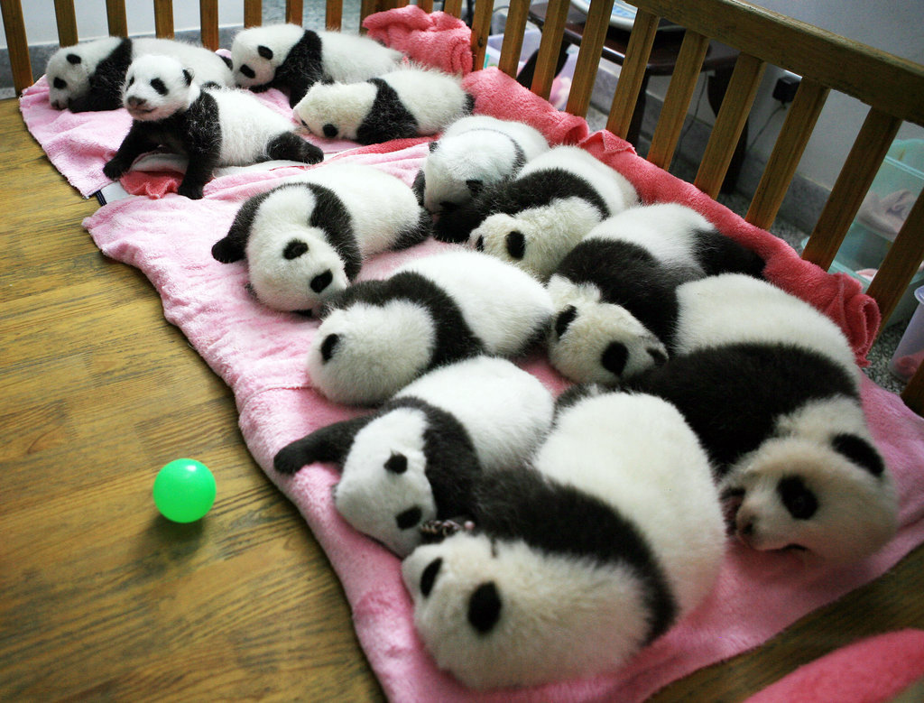 Baby Pandas Napping Baby Pandas Napping