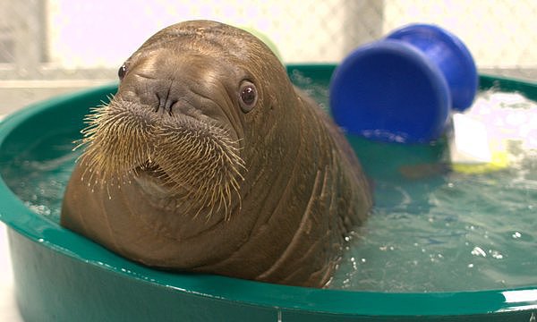 Baby Walrus Taking a Bath Baby Walrus Taking a Bath