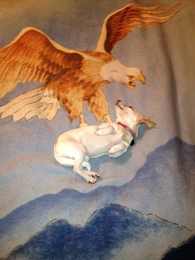 "Dog lay just right on my new blanket."
Source: Reddit user undonk2013 via Imgur
"Dog lay just right on my new blanket."
Source: Reddit user undonk2013 via Imgur