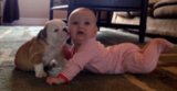 Bulldog Puppy Nuzzles and Licks New Baby Bulldog Puppy Nuzzles and Licks New Baby