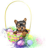 Easter Safety For Pets Easter Safety For Pets