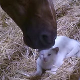Kitten and Horse I Video Kitten and Horse I Video