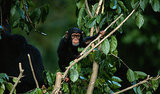 Chimps Choosey About Wood Type for Their Beds Chimps Choosey About Wood Type for Their Beds